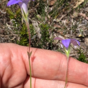 Wahlenbergia stricta subsp. stricta at Bungendore, NSW - 29 Nov 2015