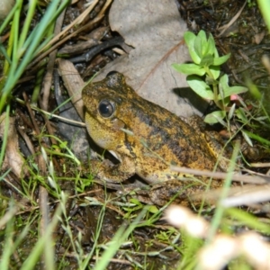 Litoria peronii at Wanniassa Hill - 22 Nov 2015 09:23 PM