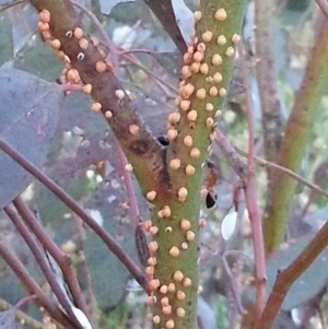 Eucalyptus blakelyi at Watson, ACT - 28 Nov 2015