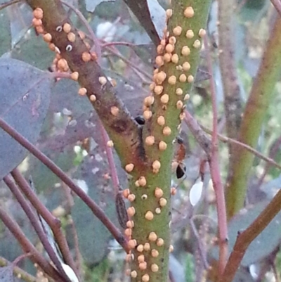 Eucalyptus blakelyi (Blakely's Red Gum) at Watson, ACT - 28 Nov 2015 by MAX