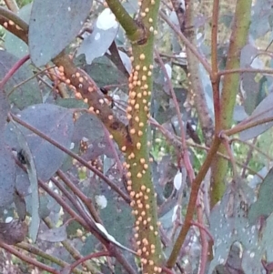 Eucalyptus blakelyi at Watson, ACT - 28 Nov 2015