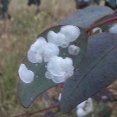 Eucalyptus blakelyi at Watson, ACT - 28 Nov 2015