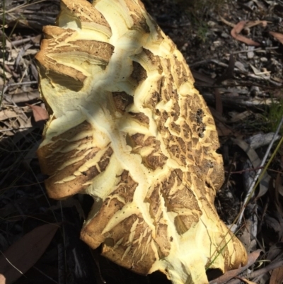 Unidentified at Black Mountain - 29 Nov 2015 by AaronClausen