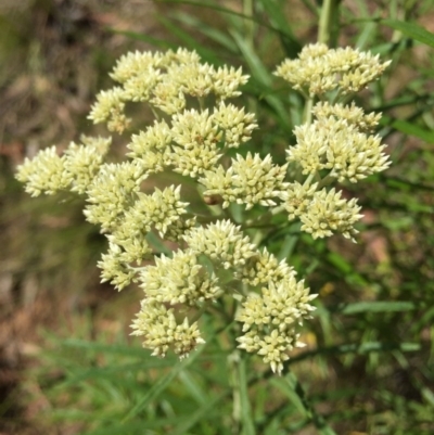 Cassinia longifolia (Shiny Cassinia, Cauliflower Bush) at Acton, ACT - 29 Nov 2015 by AaronClausen