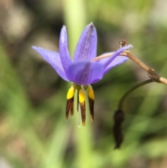 Dianella revoluta var. revoluta (Black-Anther Flax Lily) at Acton, ACT - 29 Nov 2015 by AaronClausen