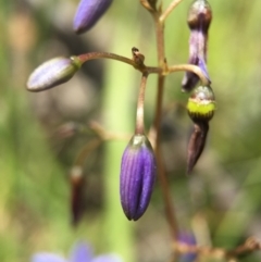 Dianella revoluta var. revoluta at Acton, ACT - 29 Nov 2015 03:14 PM