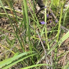 Dianella revoluta var. revoluta at Acton, ACT - 29 Nov 2015 03:14 PM