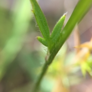 Ranunculus lappaceus at Acton, ACT - 29 Nov 2015