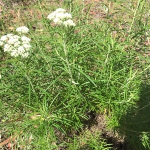 Cassinia longifolia at Acton, ACT - 29 Nov 2015