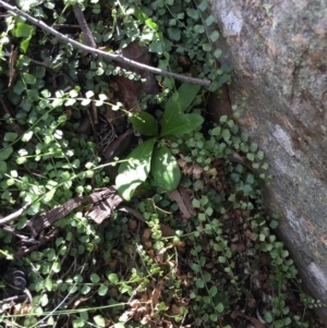 Asplenium flabellifolium at Acton, ACT - 29 Nov 2015