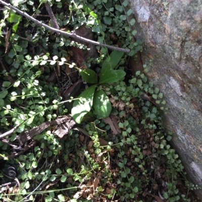 Asplenium flabellifolium (Necklace Fern) at Acton, ACT - 29 Nov 2015 by AaronClausen