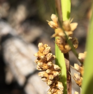 Lomandra filiformis at Acton, ACT - 29 Nov 2015