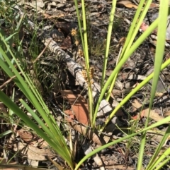 Lomandra filiformis at Acton, ACT - 29 Nov 2015