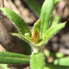 Coronidium oxylepis subsp. lanatum at Acton, ACT - 29 Nov 2015 03:32 PM