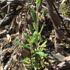 Coronidium oxylepis subsp. lanatum at Acton, ACT - 29 Nov 2015