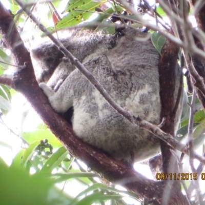 Phascolarctos cinereus (Koala) at Pottsville, NSW - 8 Nov 2015 by Dave