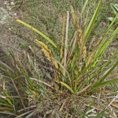 Lomandra longifolia (Spiny-headed Mat-rush, Honey Reed) at Farrer Ridge - 31 Oct 2015 by galah681