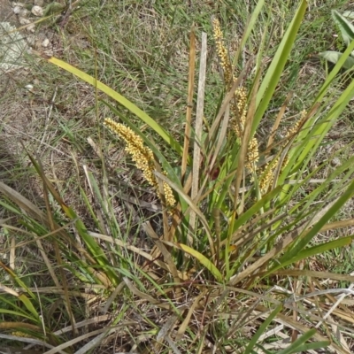 Lomandra longifolia (Spiny-headed Mat-rush, Honey Reed) at Farrer Ridge - 31 Oct 2015 by galah681