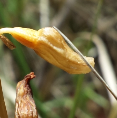 Gastrodia sesamoides (Cinnamon Bells) at Gibraltar Pines - 29 Nov 2015 by MattM