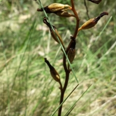 Gastrodia sesamoides at Paddys River, ACT - suppressed