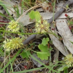 Hydrocotyle laxiflora (Stinking Pennywort) at Farrer, ACT - 31 Oct 2015 by galah681