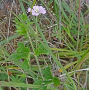 Geranium solanderi at Farrer, ACT - 1 Nov 2015