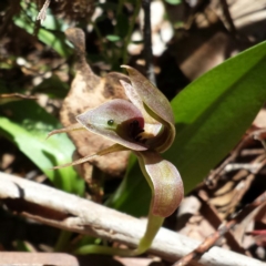 Chiloglottis valida (Large Bird Orchid) at Cotter River, ACT - 29 Nov 2015 by MattM