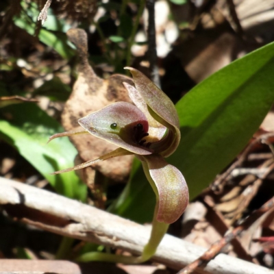 Chiloglottis valida (Large Bird Orchid) at Namadgi National Park - 29 Nov 2015 by MattM