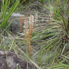 Orobanche minor (Broomrape) at Farrer, ACT - 1 Nov 2015 by galah681
