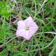 Convolvulus angustissimus subsp. angustissimus (Australian Bindweed) at Farrer, ACT - 1 Nov 2015 by galah681