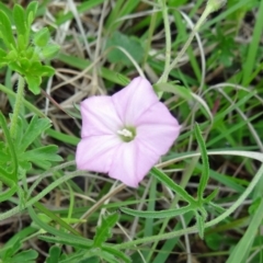 Convolvulus angustissimus subsp. angustissimus (Australian Bindweed) at Farrer, ACT - 31 Oct 2015 by galah681