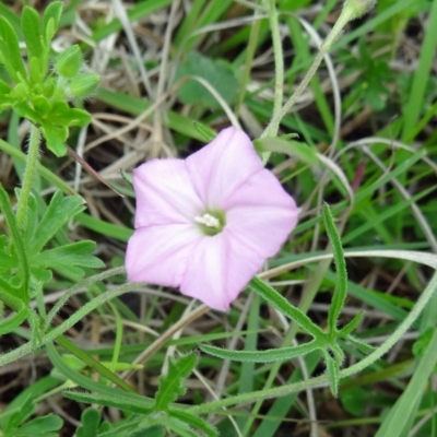 Convolvulus angustissimus subsp. angustissimus (Australian Bindweed) at Farrer, ACT - 1 Nov 2015 by galah681