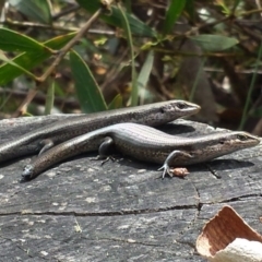 Pseudemoia entrecasteauxii (Woodland Tussock-skink) at Cotter River, ACT - 29 Nov 2015 by MattM