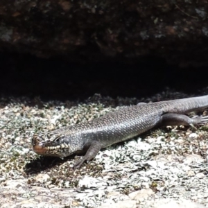 Egernia saxatilis at Cotter River, ACT - 29 Nov 2015