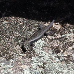 Egernia saxatilis at Cotter River, ACT - 29 Nov 2015