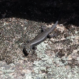 Egernia saxatilis at Cotter River, ACT - 29 Nov 2015 01:37 PM