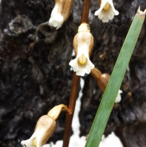 Gastrodia sesamoides at Cotter River, ACT - suppressed