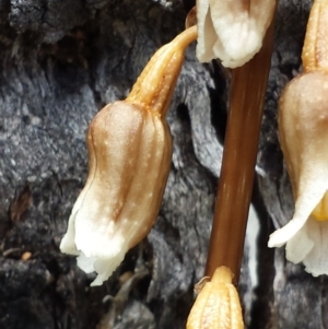 Gastrodia sesamoides at Cotter River, ACT - suppressed