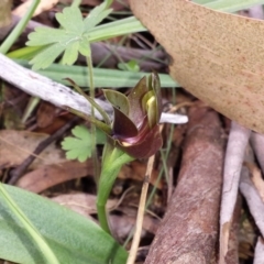 Chiloglottis valida (Large Bird Orchid) at Cotter River, ACT - 29 Nov 2015 by MattM