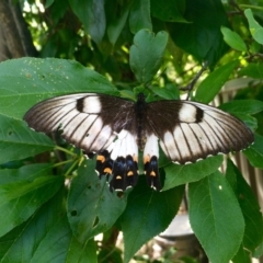 Papilio aegeus (Orchard Swallowtail, Large Citrus Butterfly) at Kambah, ACT - 28 Nov 2015 by AdamfromOz