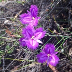 Thysanotus tuberosus subsp. tuberosus (Common Fringe-lily) at Kambah, ACT - 29 Nov 2015 by AdamfromOz