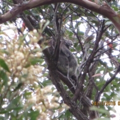 Phascolarctos cinereus (Koala) at Pottsville, NSW - 13 Nov 2015 by Dave