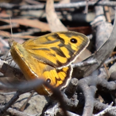 Heteronympha merope (Common Brown Butterfly) at Point 4997 - 23 Nov 2015 by galah681