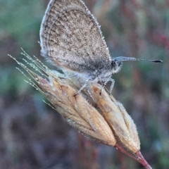 Zizina otis (Common Grass-Blue) at Wandiyali-Environa Conservation Area - 29 Nov 2015 by Wandiyali