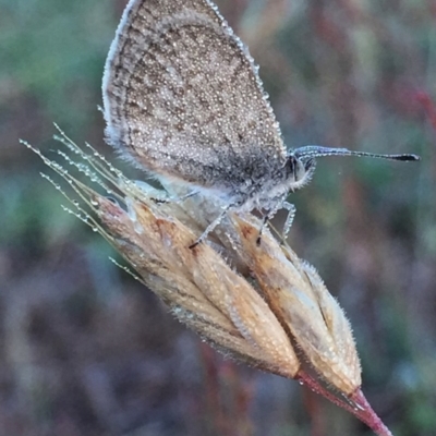 Zizina otis (Common Grass-Blue) at Googong, NSW - 30 Nov 2015 by Wandiyali