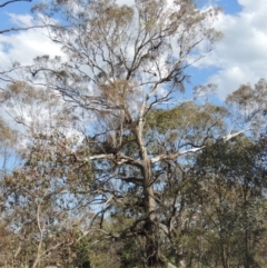 Eucalyptus melliodora (Yellow Box) at Tennent, ACT - 19 Nov 2015 by MichaelBedingfield