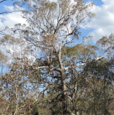 Eucalyptus melliodora (Yellow Box) at Tennent, ACT - 19 Nov 2015 by michaelb