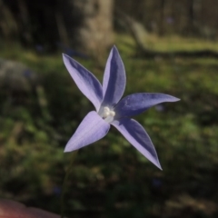 Wahlenbergia capillaris (Tufted Bluebell) at Tennent, ACT - 19 Nov 2015 by MichaelBedingfield