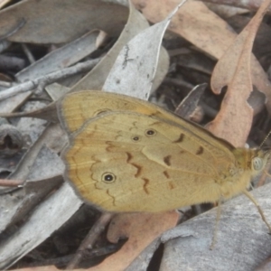 Heteronympha merope at O'Connor, ACT - 28 Nov 2015 03:28 PM