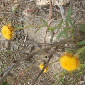 Coronidium oxylepis subsp. lanatum at O'Connor, ACT - 28 Nov 2015